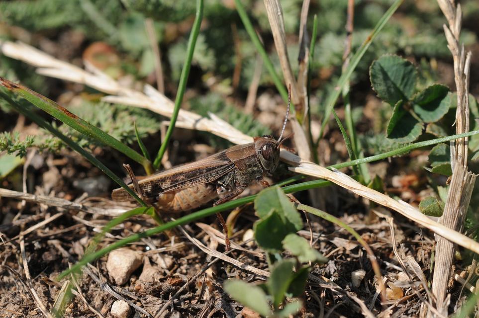 Calliptamus italicus - olaszsáska