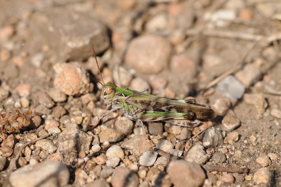 Oedaleus decorus - szalagos sáska