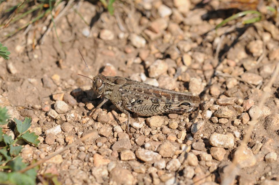 Calliptamus italicus - olaszsáska
