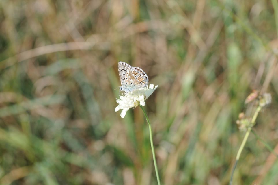 Polyommatus coridon - ezüstkék boglárka