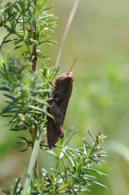 Pezotettix giornae - kis hegyisáska