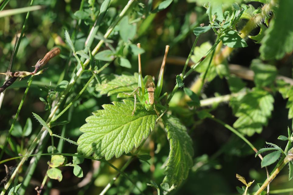 Bicolorana bicolor - halványzöld rétiszöcske