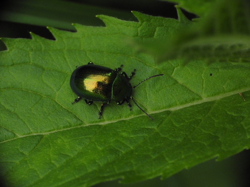 Chrysolina herbacea - zöld mentalevelész