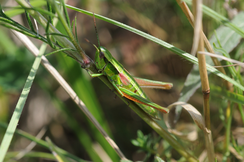 Euthystira brachyptera - smaragdzöld sáska