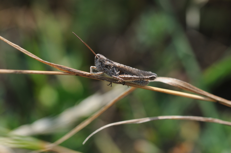 Chorthippus mollis - halk tarlósáska