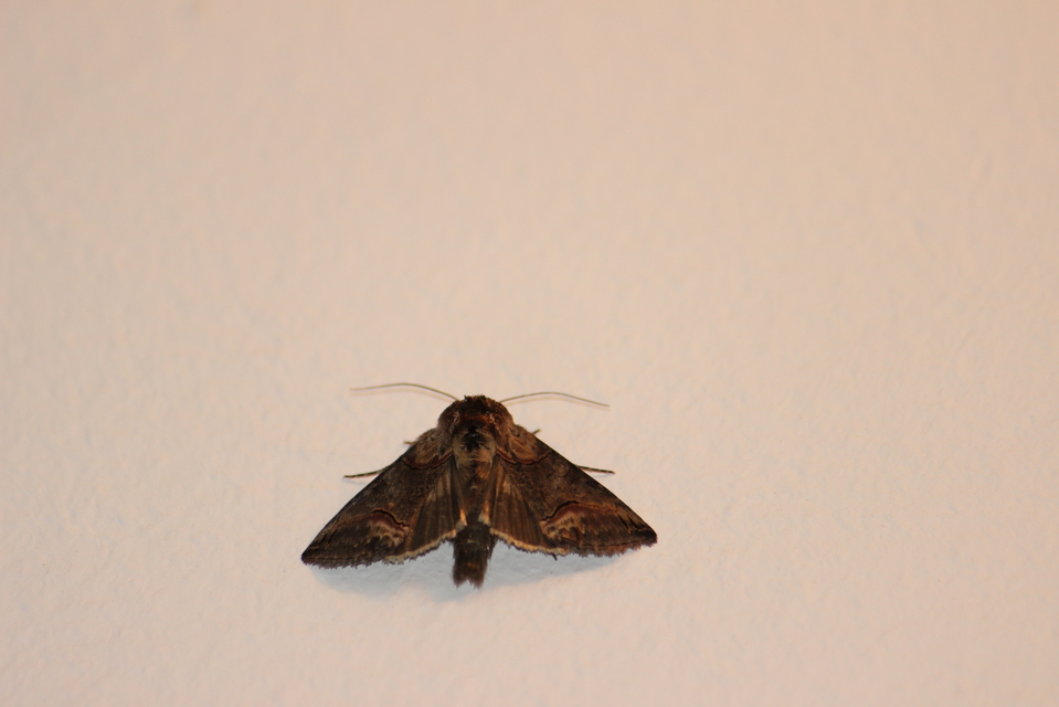 Abrostola triplasia - közönséges csalánbagoly