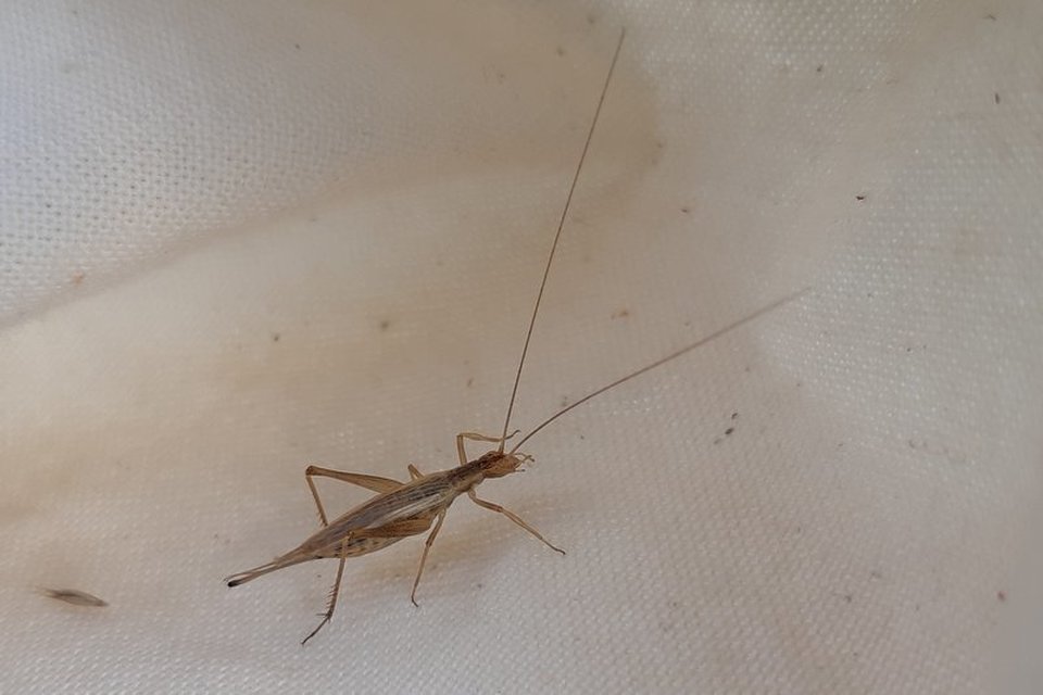 Oecanthus pellucens - pirregőtücsök