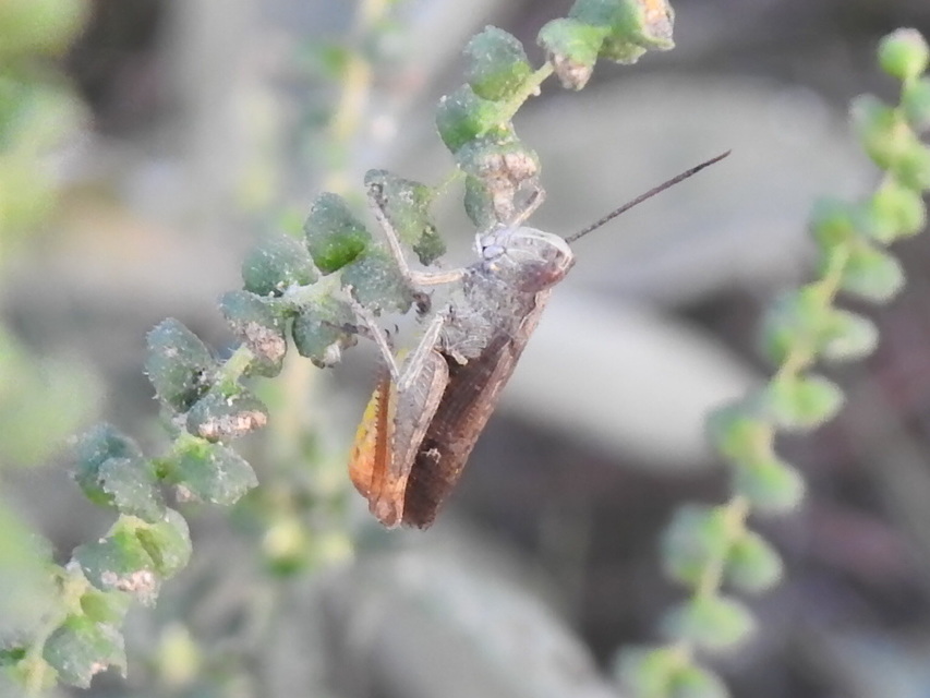 Chorthippus mollis - halk tarlósáska