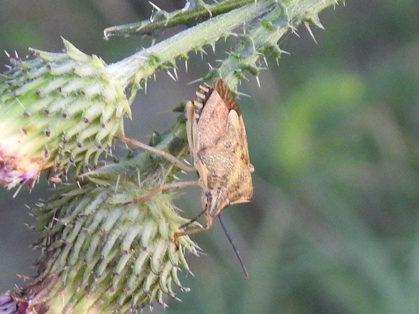 Carpocoris