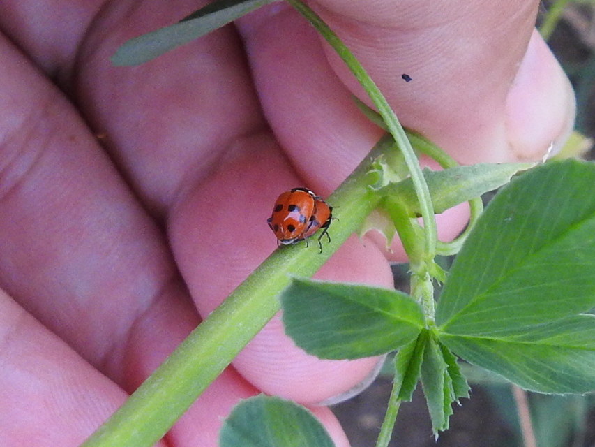 Hippodamia variegata - tizenhárompettyes katica