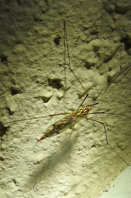 Nephrotoma scalaris