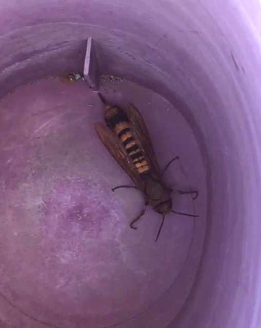 Tremex fuscicornis - sárgagyűrűs fadarázs