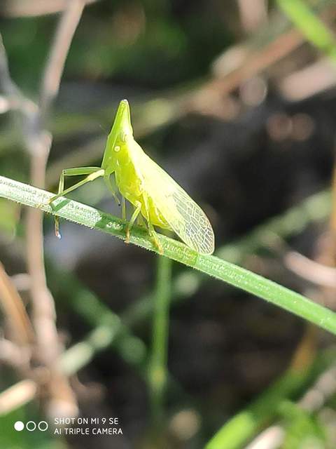 Dictyophara europaea