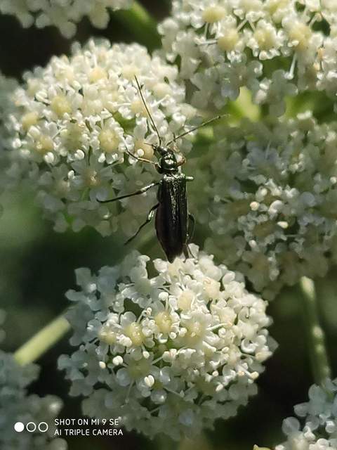 Oedemera flavipes - sárgalábú álcincér Oedemera flavipes - sárgalábú álcincér