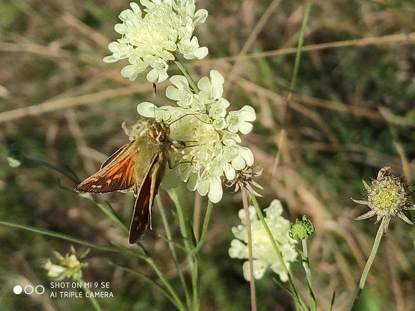 Hesperia comma - vesszős busalepke