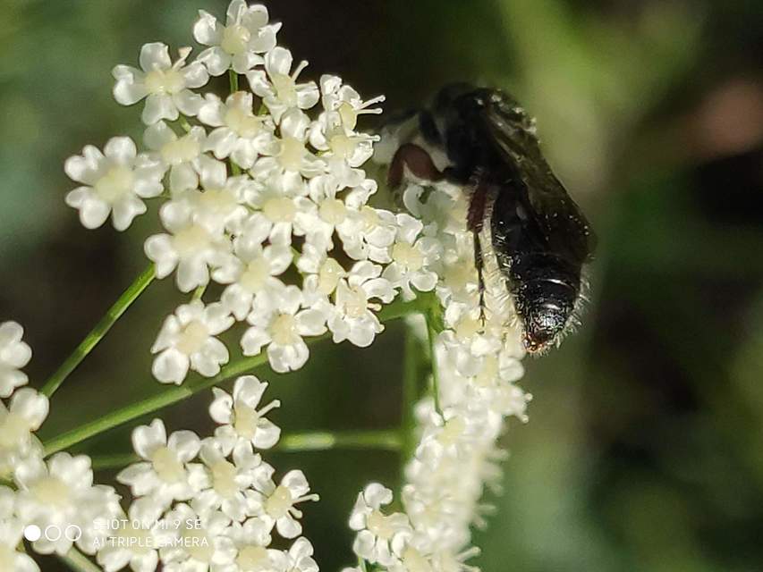 Tiphia femorata