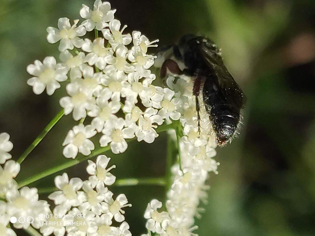 Tiphia femorata