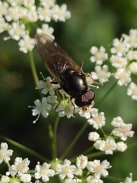 Cheilosia