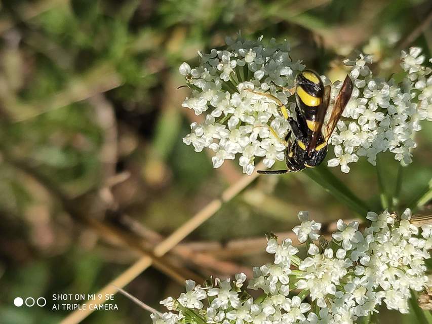 Leucospis dorsigera