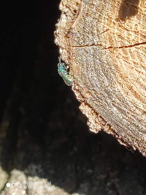 Trichrysis cyanea
