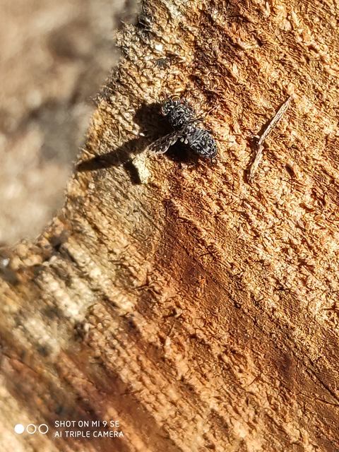 Callopistromyia annulipes - pávalégy