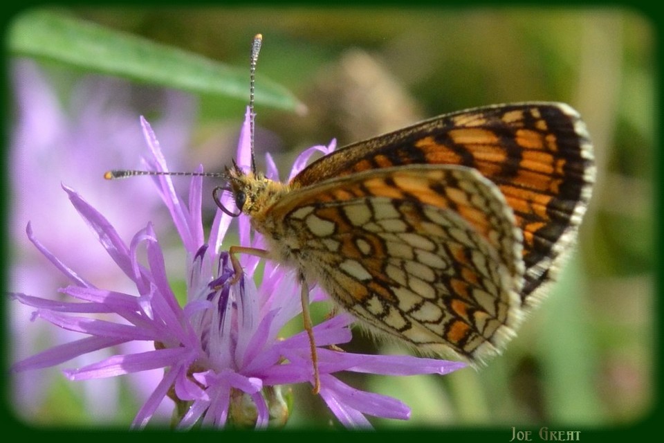 Melitaea athalia - közönséges tarkalepke