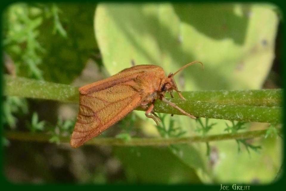 Diacrisia sannio - vörösszélű medvelepke