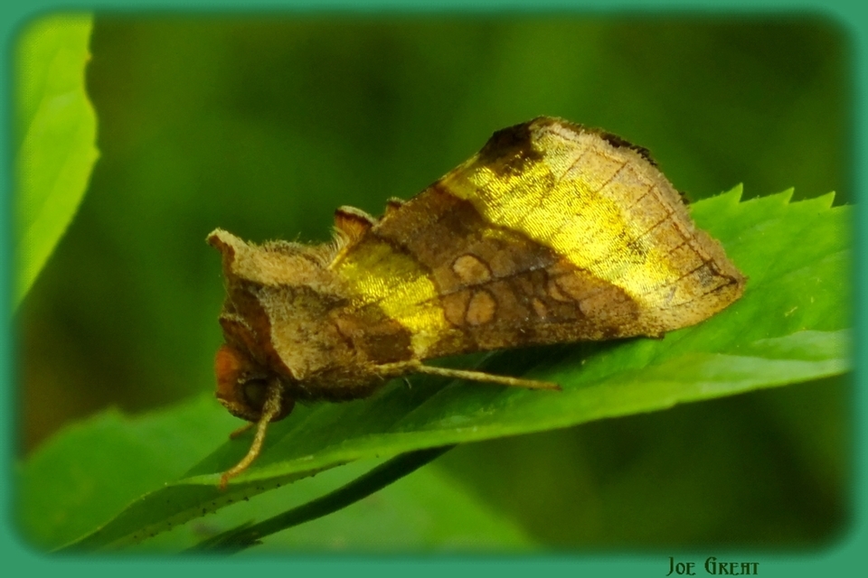 Diachrysia chrysitis - aranybagoly