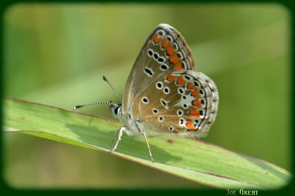 Aricia agestis - szerecsenboglárka