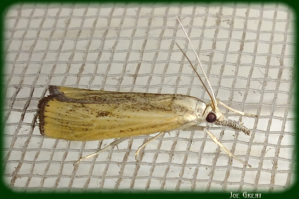 Agriphila inquinatella - közönséges fűgyökérmoly