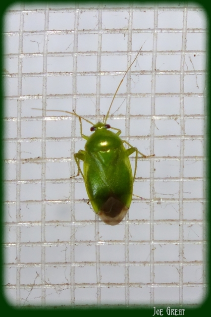 Miridae - mezeipoloskák