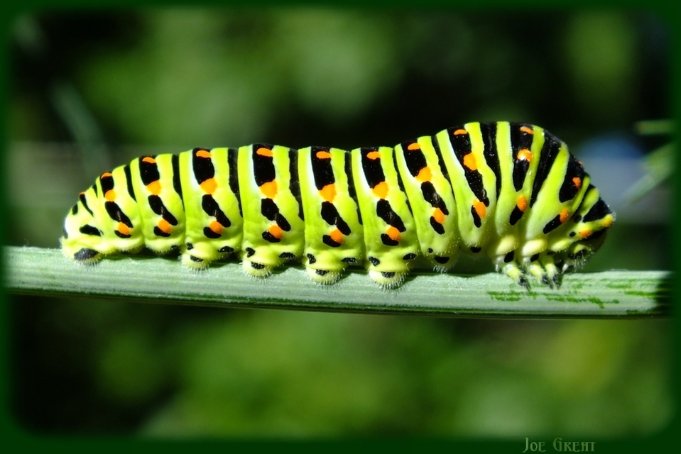 Papilio machaon - fecskefarkú lepke
