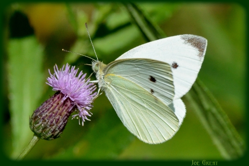Pieris rapae - répalepke