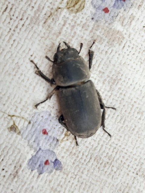Dorcus parallelipipedus - kis szarvasbogár