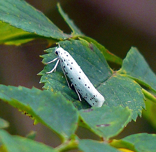 Yponomeuta