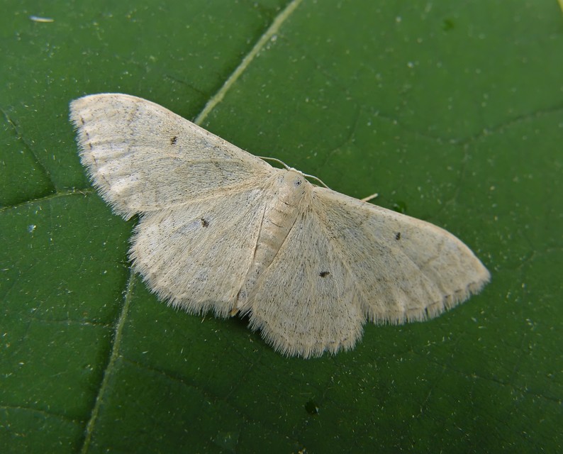 Idaea straminata - szalmasárga sávosaraszoló