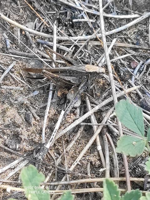 Platycleis grisea - szürke rétiszöcske