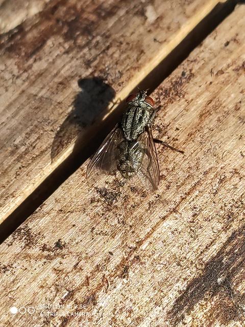 Sarcophagidae - húslégyfélék