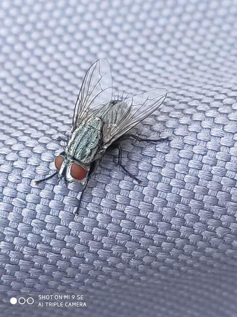 Sarcophagidae - húslégyfélék