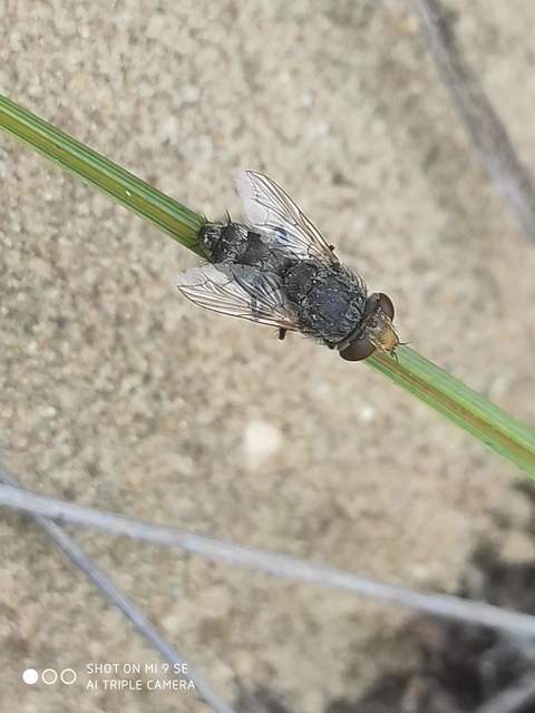 Sarcophagidae - húslégyfélék