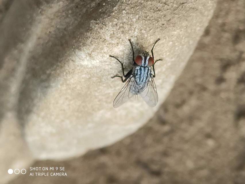 Sarcophagidae - húslégyfélék