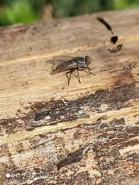 Sarcophagidae - húslégyfélék