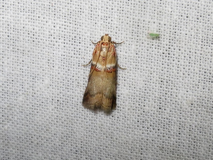 Acrobasis tumidana - bordás karcsúmoly