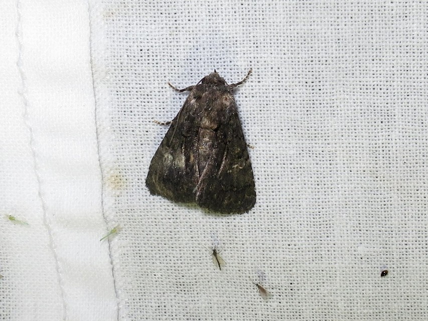 Anophia leucomelas - déli folyófűbagoly