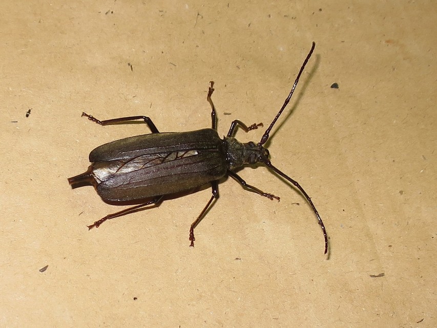 Aegosoma scabricorne - diófacincér