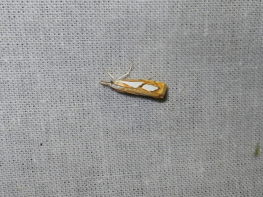 Catoptria pinella - ezüstös fűgyökérmoly