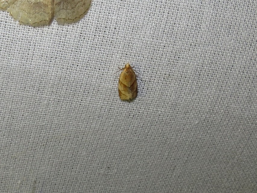 Clepsis rurinana - fakó sodrómoly