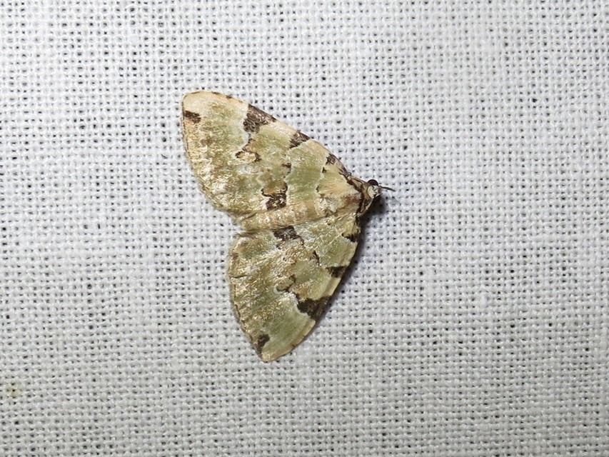 Colostygia pectinataria - zöld levélaraszoló