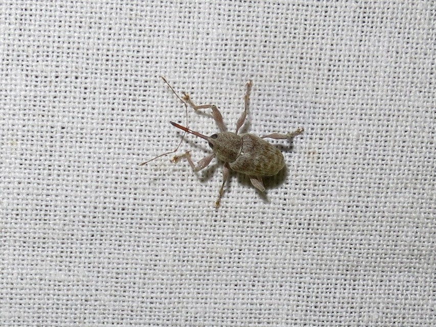 Curculio elephas - gesztenyezsuzsóka