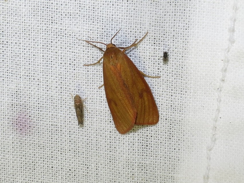 Diacrisia sannio - vörösszélű medvelepke